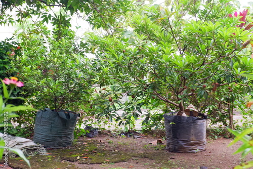 sapodilla trees in large polybags