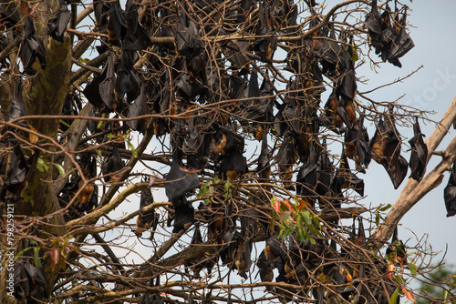 close-up hanging Mariana fruit bat (Pteropus mariannus) photo