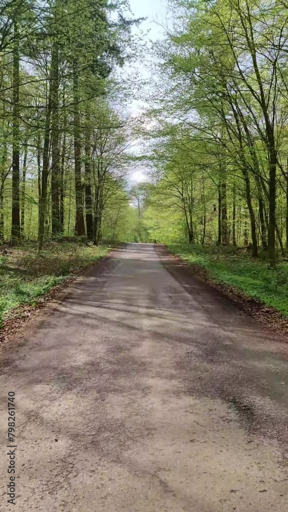 A slow drive through a green wall on a narrow country road. A slow drive through a green wall on a narrow country road.