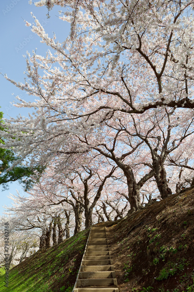 五稜郭公園の桜