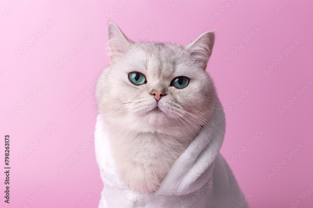Close up of cute white cat is sitting in a white bathrobe, on a pink background