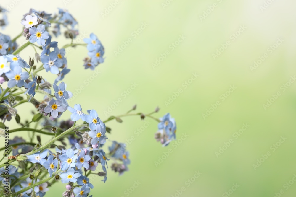 Beautiful forget-me-not flowers against blurred green background, closeup. Space for text Beautiful forget-me-not flowers against blurred green background, closeup. Space for text