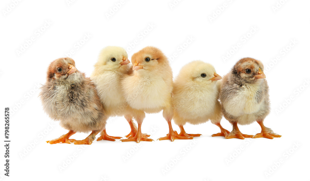 Many cute chicks isolated on white. Baby animals