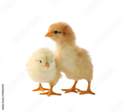 Two cute chicks isolated on white. Baby animals