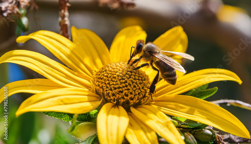 abeja macro polen en flor