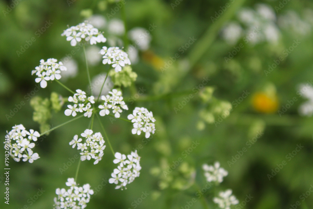 background, field white flowers on blurred green natural background background, field white flowers on blurred green natural background
