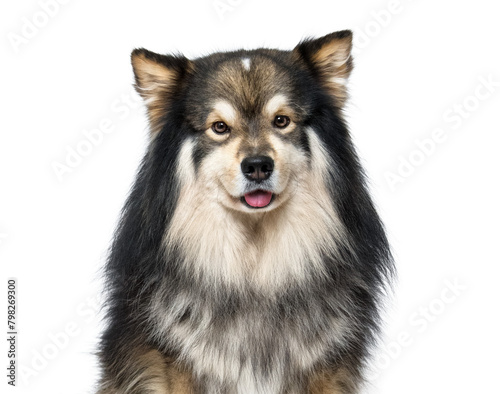Portrait of Finnish Lapphund dog sitting on transparent background