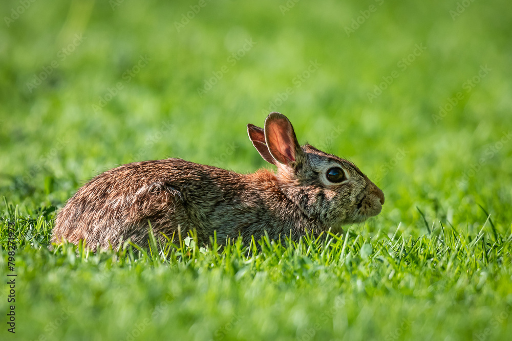 Fototapeta premium Eastern Cottontail