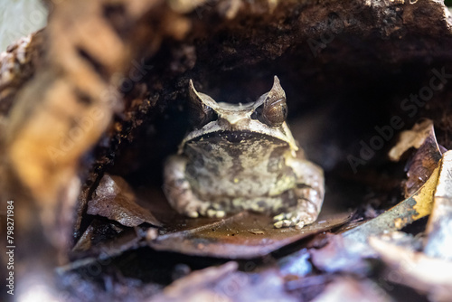 Long-nosed Horned Frog