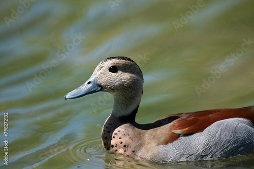 Ringed Teal on a pond