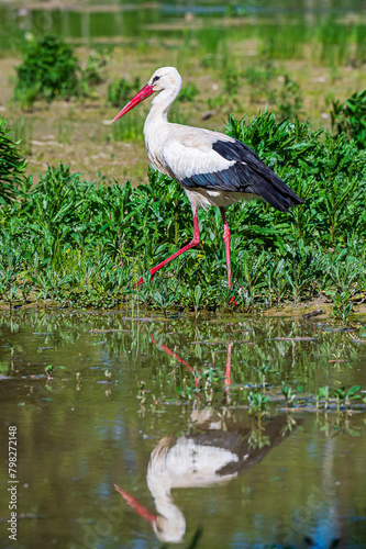 White Stork in Racconigi