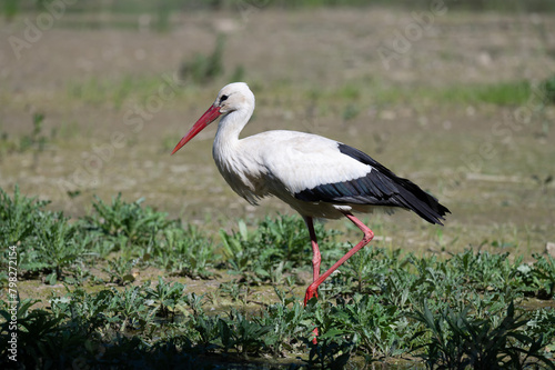 White Stork in Racconigi