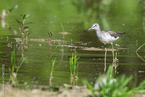 Common greenshank in a swamp