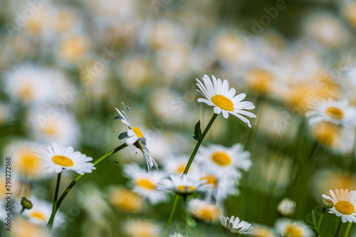 Daisies in a field