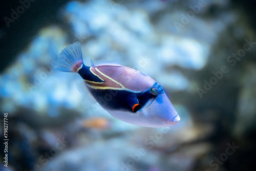 reef triggerfish (Rhinecanthus rectangulus) isolated in a reef tank with blurred background