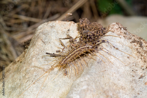 close-up view of house centipede (Scutigera coleoptrata) in the forest . Sardinia, Italy photo