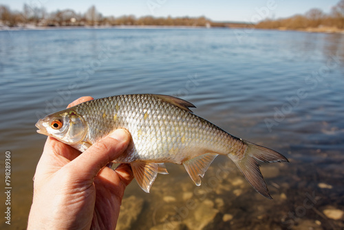 Roach fish in fisherman's hand, float fishing on a river, clear sunny spring weather