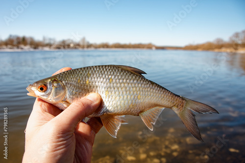Roach fish in fisherman's hand, float fishing on a river, clear sunny spring weather
