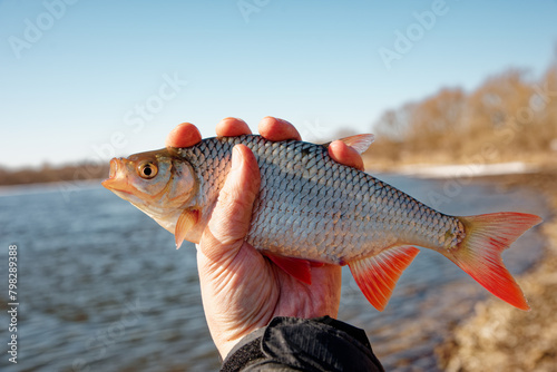 Rudd fish with red fins fish in fisherman's hand, float fishing on a river, clear sunny spring weather