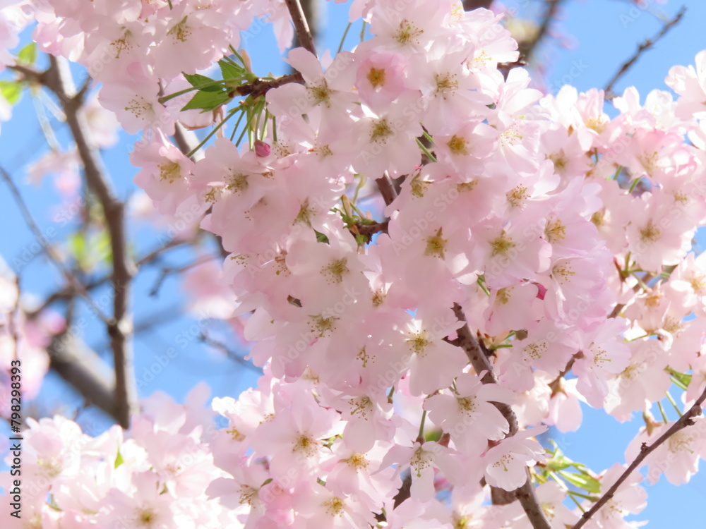 Obraz premium 満開の桜