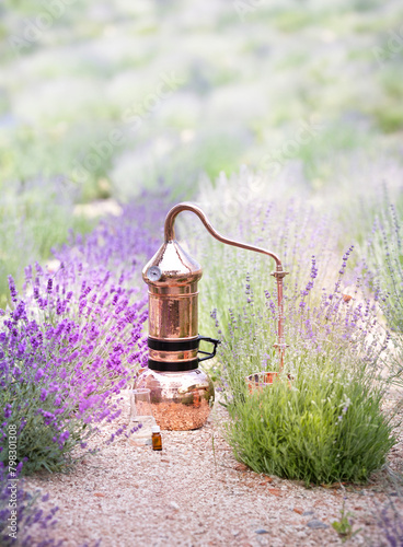 Distillation of lavender essential oil and hydrolate. Copper alambic for the flowering field. photo