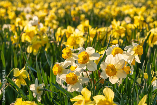 Beautiful spring daffodil flower in full bloom close-up