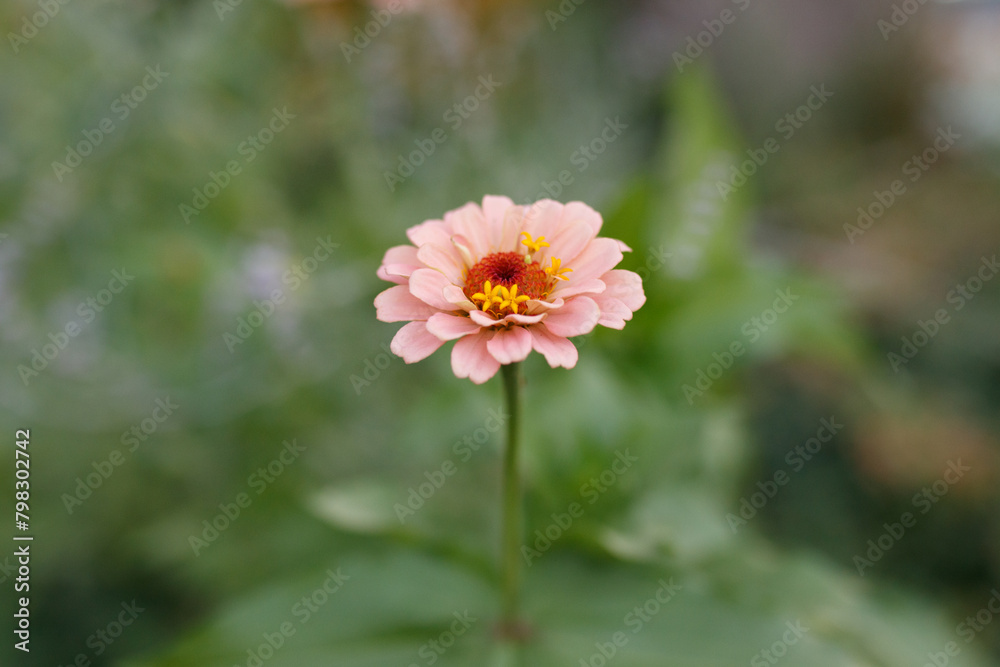 Single pink zinnia flower in full bloom, soft natural backdrop. Single pink zinnia flower in full bloom, soft natural backdrop.