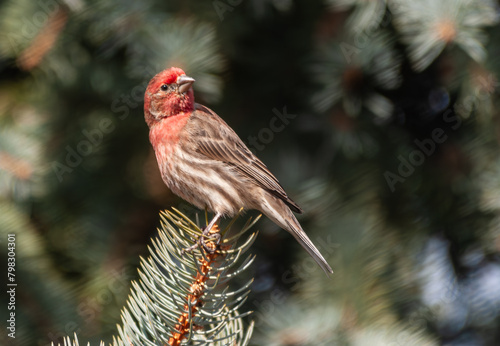 A House finch (Carpodacus mexicanus), perched on a tree branch.