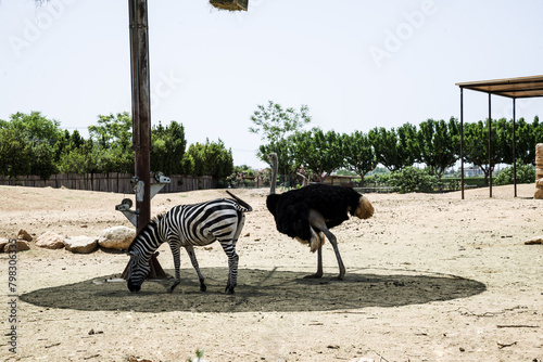 zebra and black ostrich in the aviary of the Greek zoo in summer