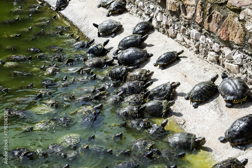 many turtles of different sizes coming onto land