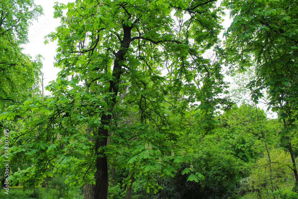 chestnut trees in spring in the park of Kyiv Ukraine, green fresh leaves and white blossom of chestnut trees in spring chestnut trees in spring in the park of Kyiv Ukraine, green fresh leaves and white blossom of chestnut trees in spring