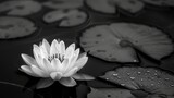 image on a black background that conveys calm and serenity. Black and white image