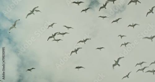 Seagull Flock Soaring in the Sky