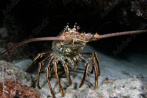 Closeup of a Caribbean Spiny Lobster, Panulirus argus