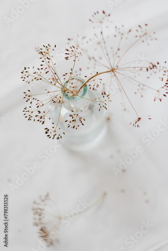  Beautiful isolated fennel flowers in a bottle, fragility and delicacy, holiness, white photo, brightness, decorative, naturalness, view from above, minimalist, light and bright composition. photo