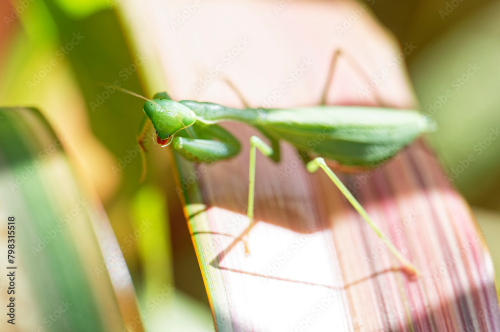 A South African praying mantis on a flax leaf A South African praying mantis on a flax leaf