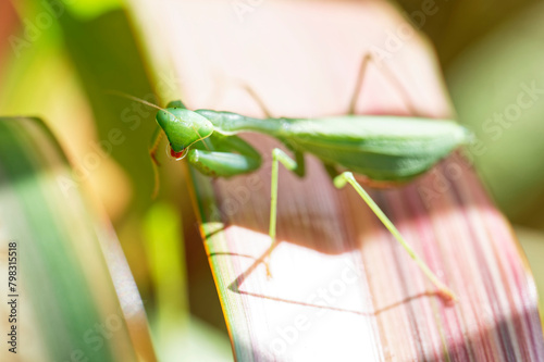A South African praying mantis on a flax leaf photo