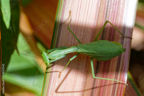 Birds eye view of a South African praying mantis. Looking down on the praying mantis from above. photo