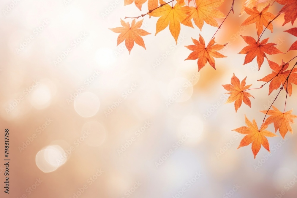 Autumn maple leaves border backgrounds plant leaf. Autumn maple leaves border backgrounds plant leaf.