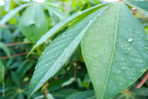 Fresh cassava leaf with morning dew drops