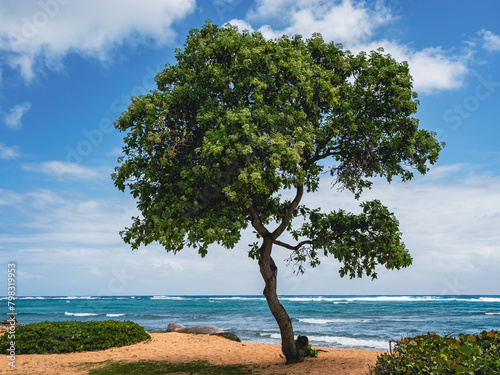 Tree in a tropical setting