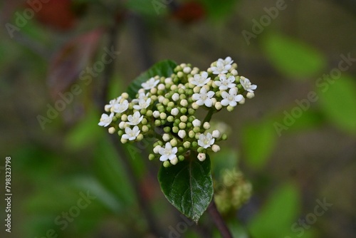 Viburnum japonicum flowers. Adoxaceae evergreen tree.Blooms small flowers in April and berries that turn red in fall are edible.
