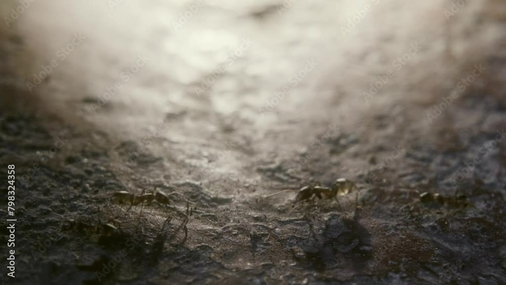ants walking with a backlight