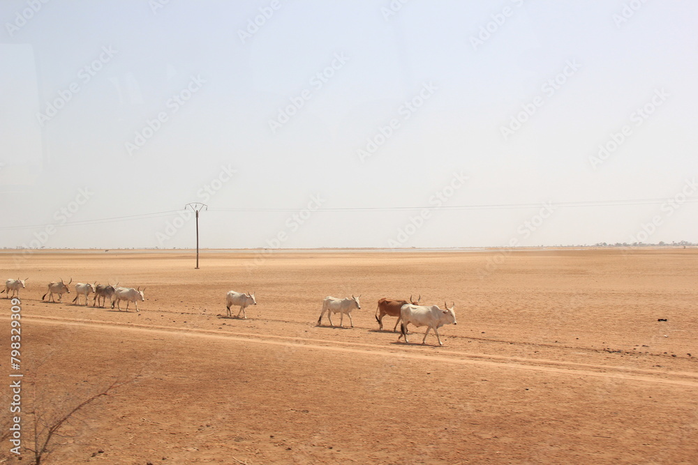 Obraz premium cows in the desert
