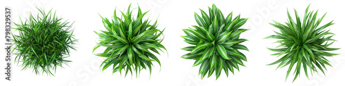 Zebra Grass Jungle Botanical Grass Top View  Hyperrealistic Highly Detailed Isolated On Transparent Background Png File