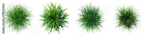 Vetiveria zizanioides (Vetiver Grass) Jungle Botanical Grass Top View  Hyperrealistic Highly Detailed Isolated On Transparent Background Png File photo