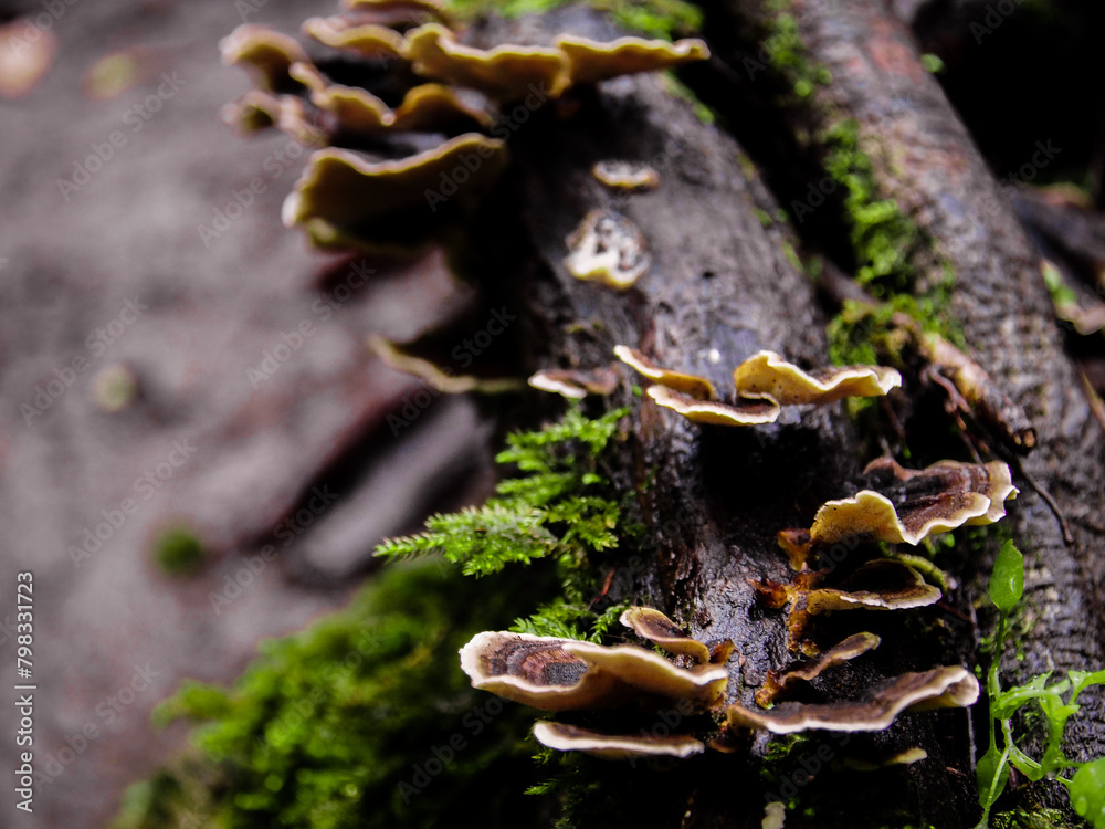 Enchanted Forest Fungi: A Close-Up of Wild Mushrooms on a Tree Trunk Enchanted Forest Fungi: A Close-Up of Wild Mushrooms on a Tree Trunk