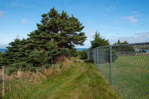 A footpath along the edge of the ocean with lush green trees, a galvanized grid pattern metal fence enclosing a grassy meadow. The worn hiking trail is lined with evergreen trees under a blue sky.