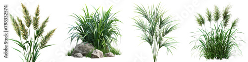 Setaria palmifolia (Palm Grass) Jungle Botanical Grass   Hyperrealistic Highly Detailed Isolated On Transparent Background Png File photo
