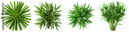 Saccharum arundinaceum (Hardy Sugar Cane) Jungle Botanical Grass Top View  Hyperrealistic Highly Detailed Isolated On Transparent Background Png File photo